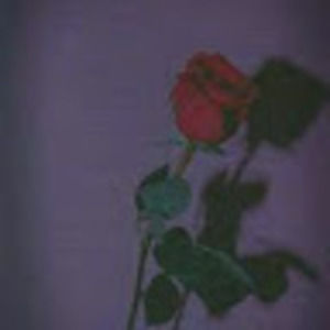 Meet your Posher, Panda